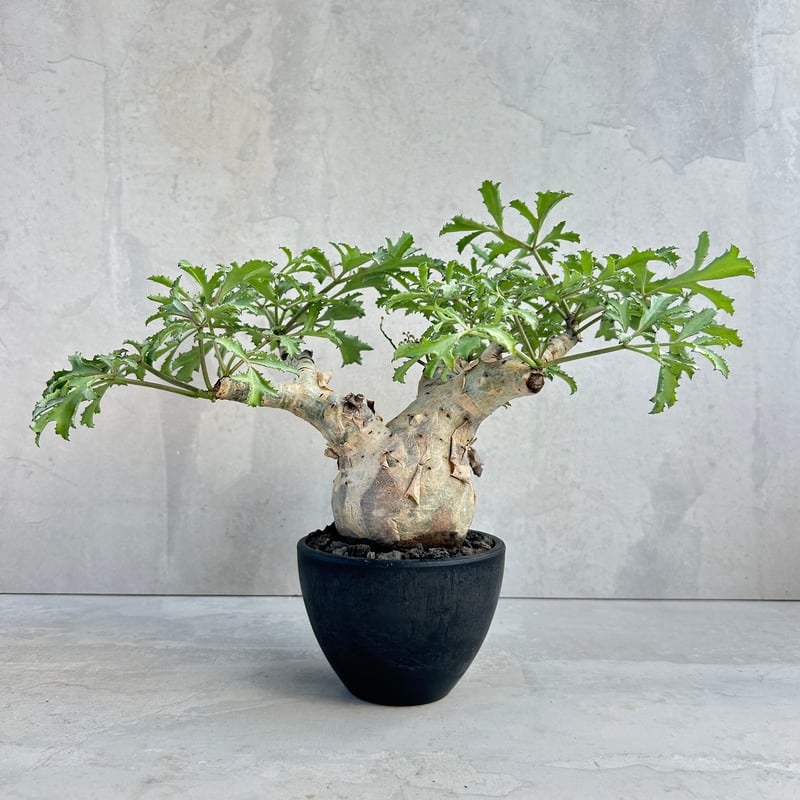 キフォステンマ・ベティフォルメ ナロ―リーフ(25jul28.n49-7) | GOOD DAYS