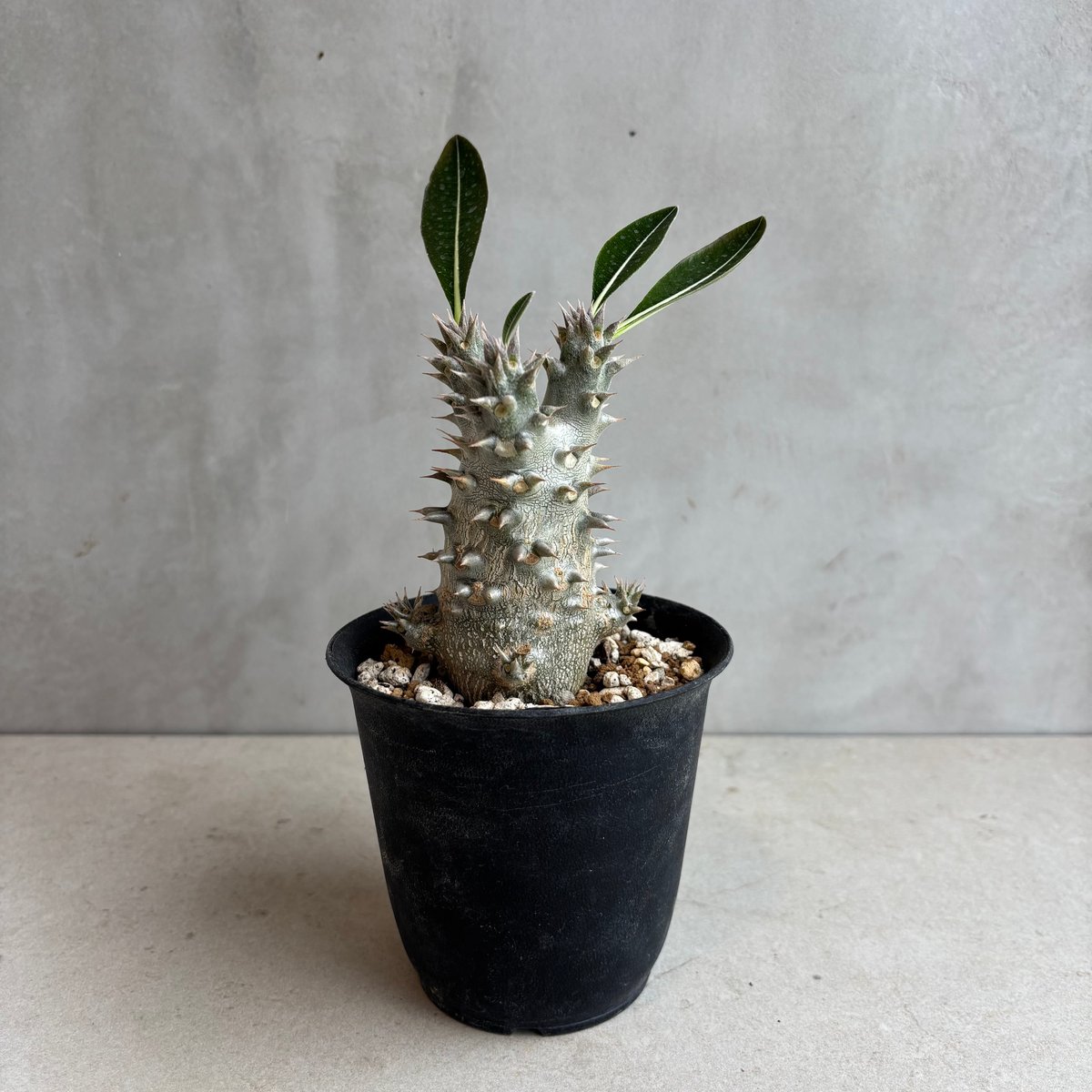 パキポディウム・ホロンベンセ 【実生】(24nov27.h08-16) | GOOD DAYS