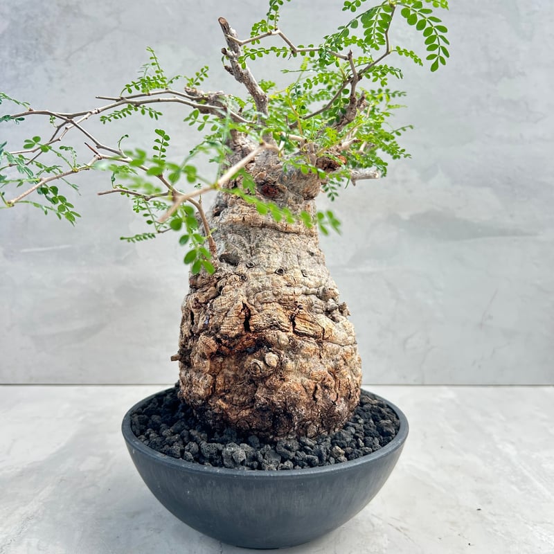 オペルクリカリア・パキプス(230513) | GOOD DAYS