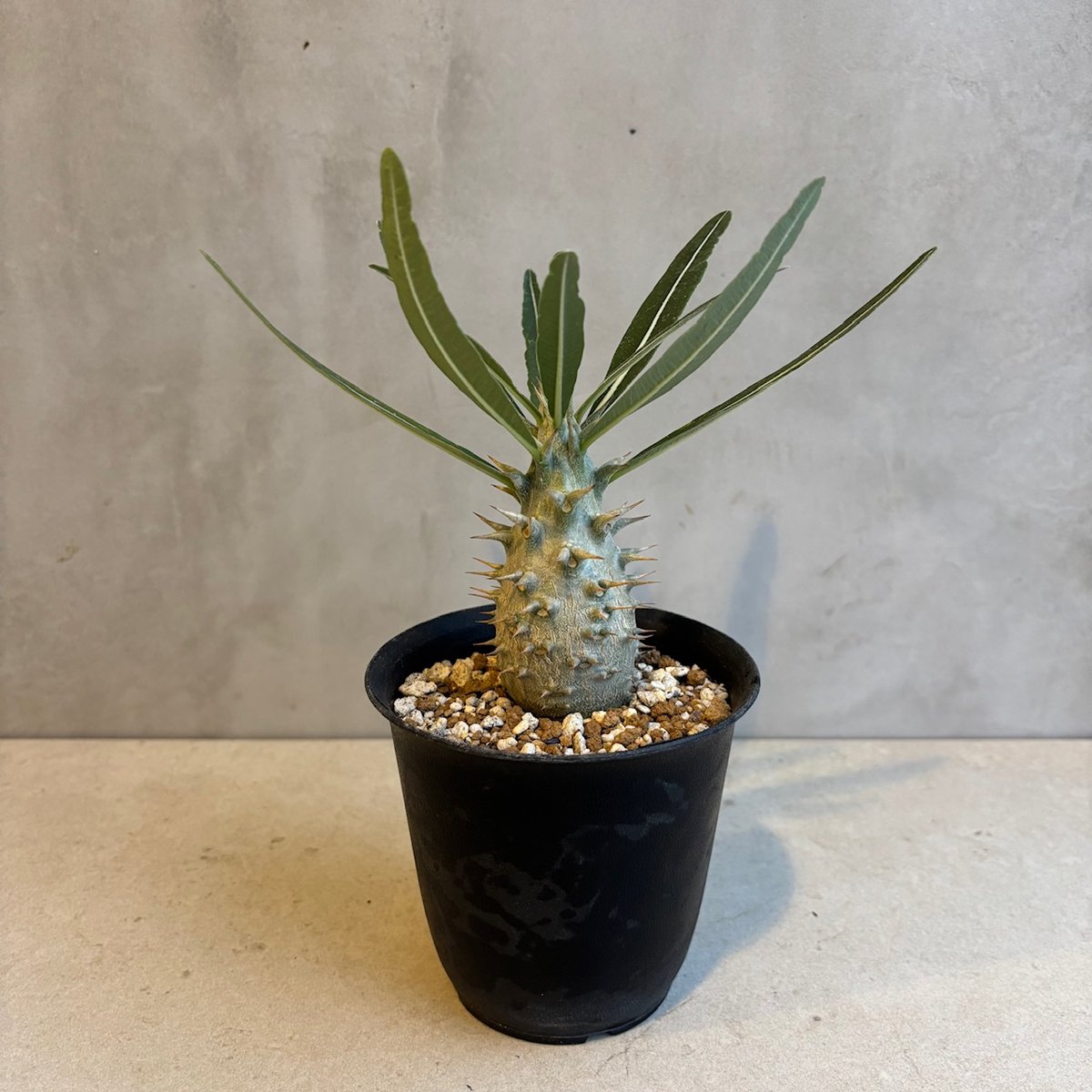 パキポディウム・カクチペス【実生】(24nov27.h07-13) | GOOD DAYS