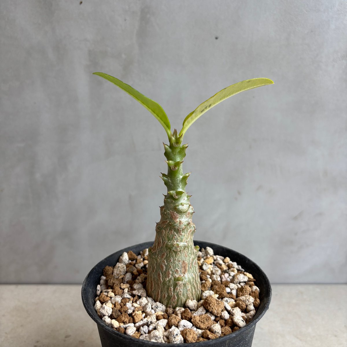 パキポディウム・ウィンゾリー 【実生】(24nov27.h11-3) | GOOD DAYS