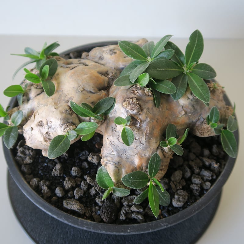 pachypodium brevicaule パキポディウム・ブレビカウレ(恵比寿 pachypodium brevicaule パキポディウム・ブレビカウレ(恵比寿