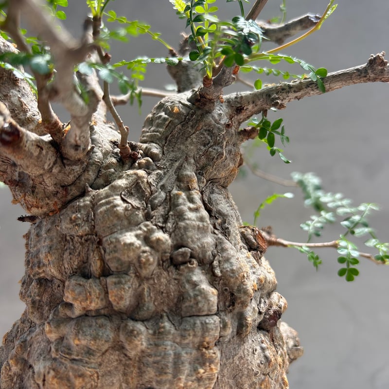 オペルクリカリア・パキプス(230513) | GOOD DAYS