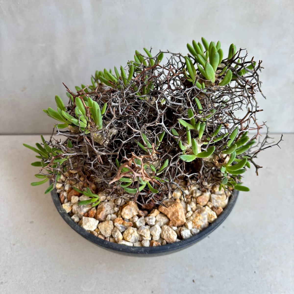 チレコドン・レティキュラーツス / 万物想【24dec14.e22-6】 | GOOD DAYS