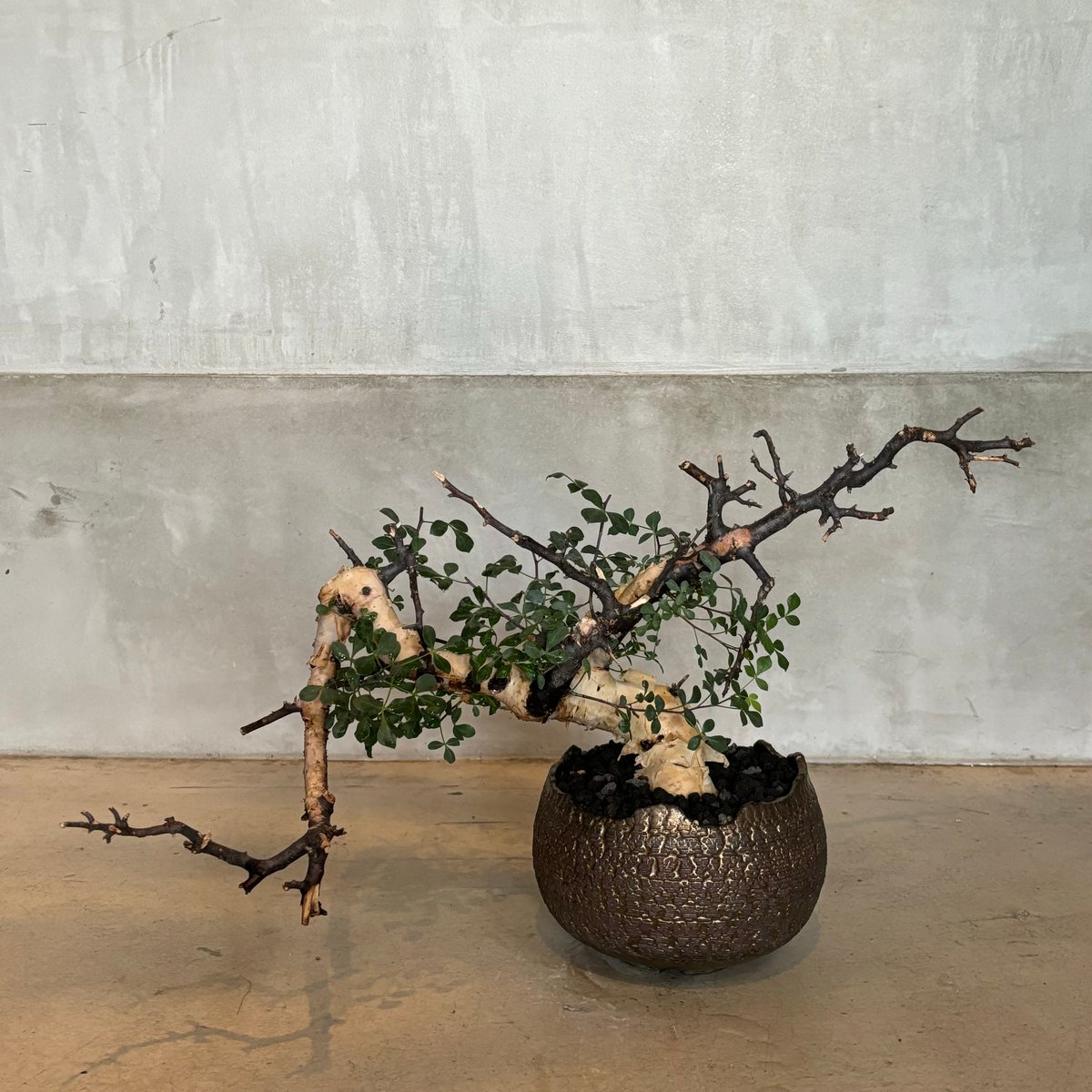 コミフォラ カタフ ピュア【川澄 智一 作品鉢】（24jun29.e1-39