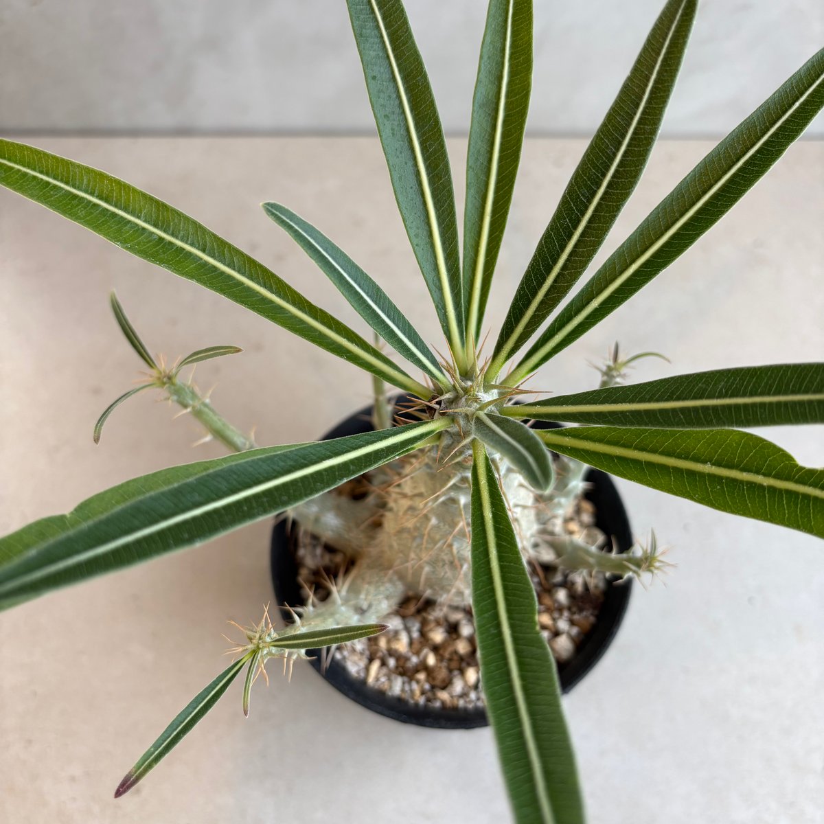 パキポディウム　グラキリス　実生 パキポディウム グラキリス 実生／Pachypodium gracilius no.