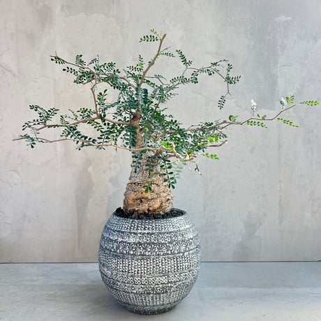 パキポディウム グラキリス パキポディウム グラキリス-PG350 | Supervoid Caudex