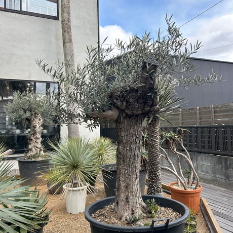 パキポディウムグラキリス | STORES