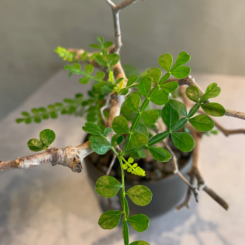 オペルクリカリア・パキプス GOOD DAYS/black鉢セット【23oct22.n1-2