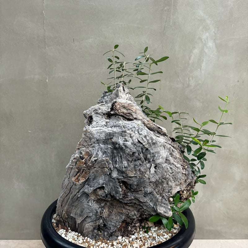 Old olive（24jun4.v3-7） | GOOD DAYS