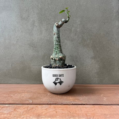 クリスタルグリーン | STORES