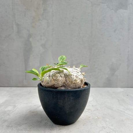 パキプス　コーデックス CATEGORY コーデックス | GOOD DAYS