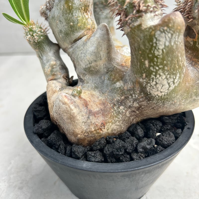 パキポディウム・ブレビカリックス (25jul15v46/2-3) | GOOD DAYS