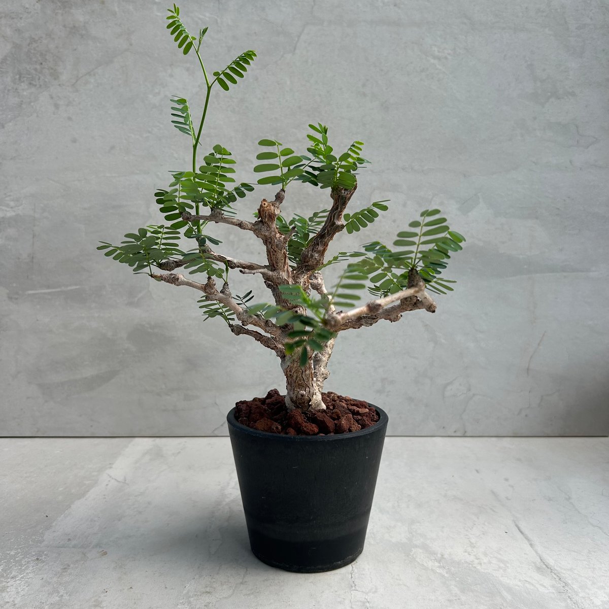 bon25 センナ☆メリディオナリス センナ：メリディオナリス 3号25-01