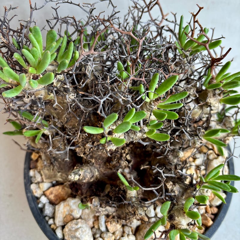 チレコドン・レティキュラーツス / 万物想【24dec14.e22-6】 | GOOD DAYS