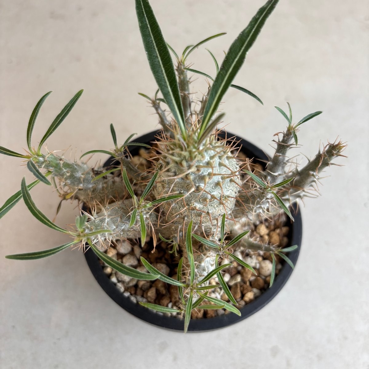 パキポディウム・グラキリス【実生】 (24nov27.h06-18) | GOOD DAYS