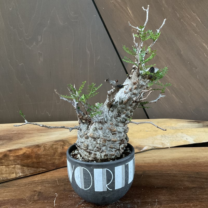 operculicarya pachypus オペルクリカリア・パキプス 【OLDTIME/m