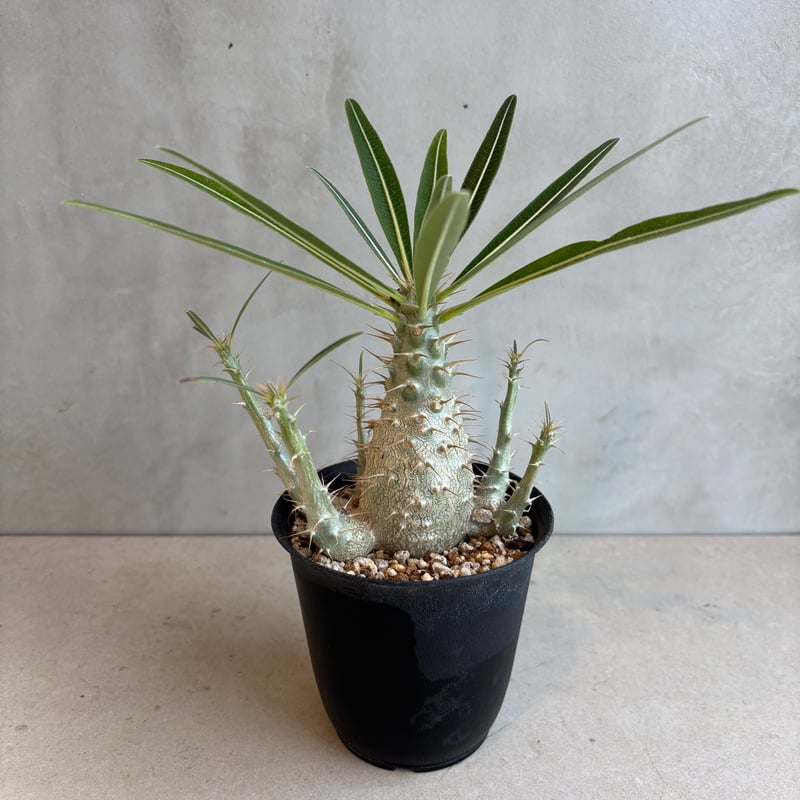 パキポディウム・グラキリス【実生】 (24nov27.h06-16) | GOOD DAYS