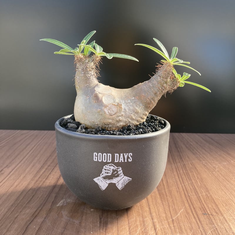 塊根植物 中型 黒鉢 パキポディウム グラキリス 【公式通販】