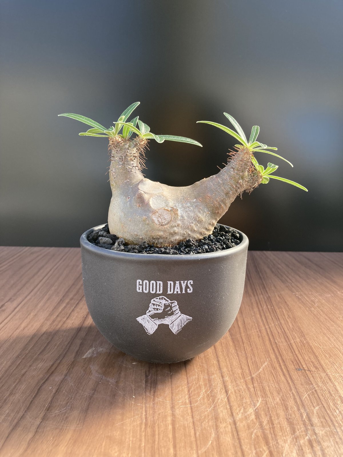 グラキリス GOOD DAYS黒鉢セット 01 富士砂 h10/0114 | GOOD DAYS グラキリス GOOD DAYS黒鉢セット 01 富士砂 h10/0114 | GOOD DAYS