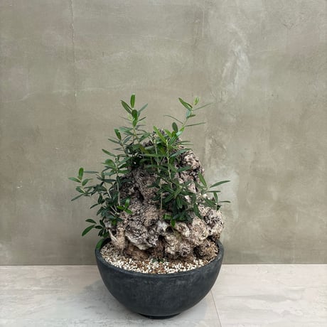 Old olive（24jun4.v3-10）