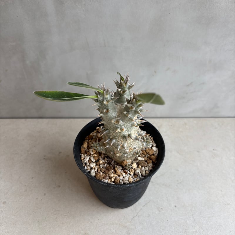 パキポディウムボロンベンセ実生 パキポディウム ホロンベンセ 沖縄実生 | mana's farm:塊根植物