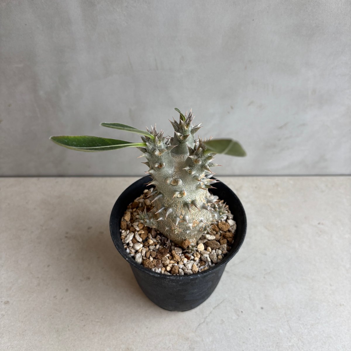 パキポディウムボロンベンセ実生 パキポディウム・ホロンベンセ【実生】 (24nov27.h08-10) | GOOD DAYS