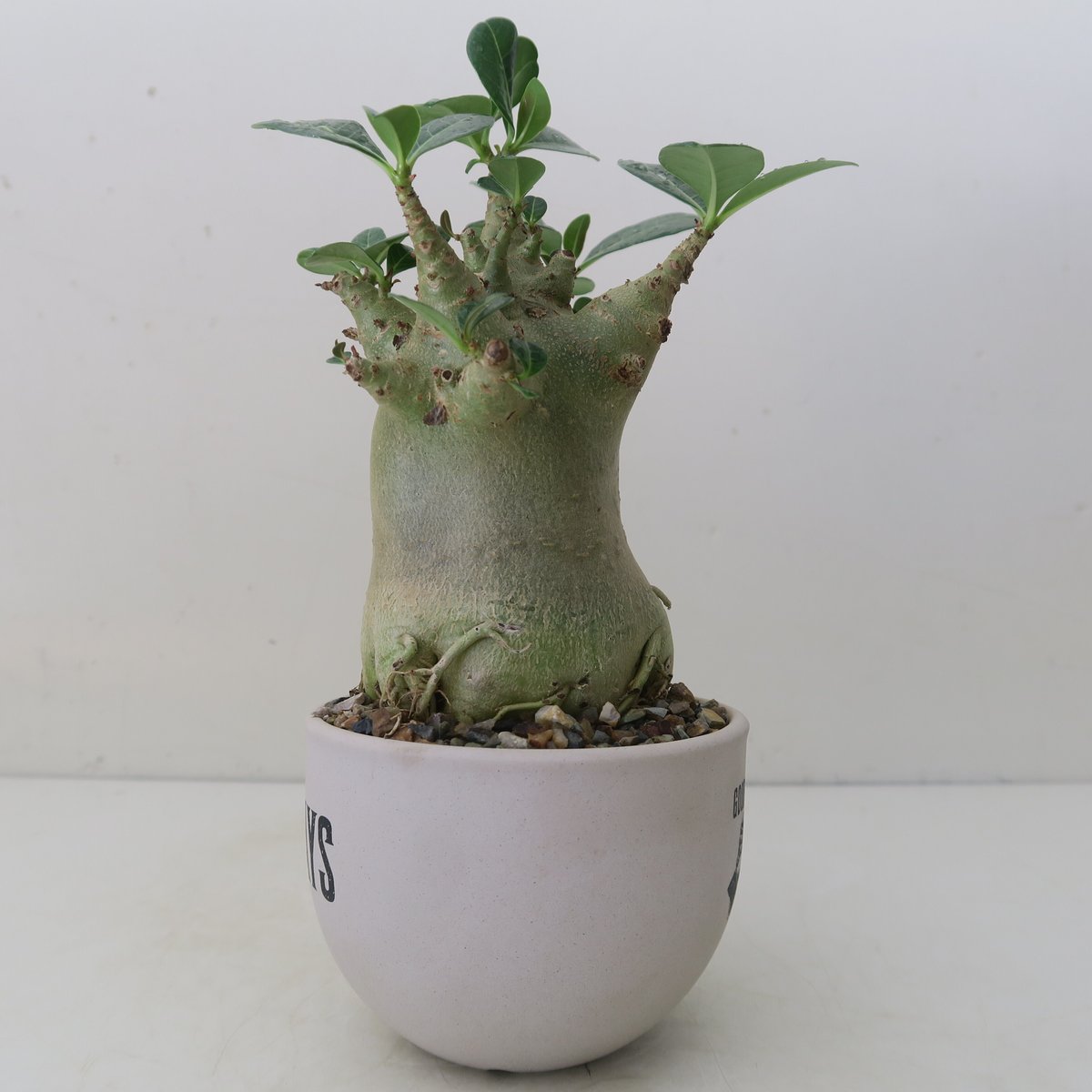 アデニウム ハイブリッド ゴジビックフラワー【GOODDAYS/白鉢