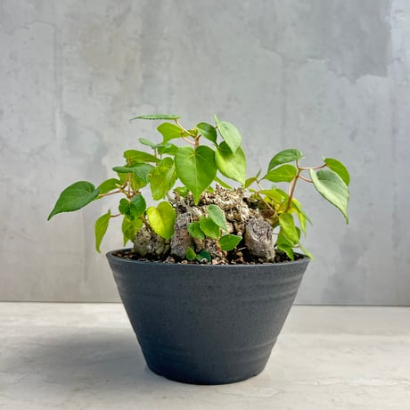 パキポディウムグラキリス | STORES