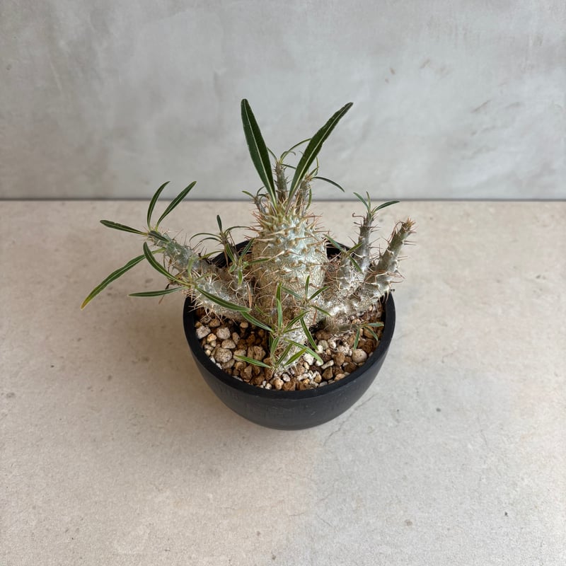 パキポディウム　グラキリス　実生　梱包に自信あり パキポディウム グラキリス 実生 梱包に自信あり