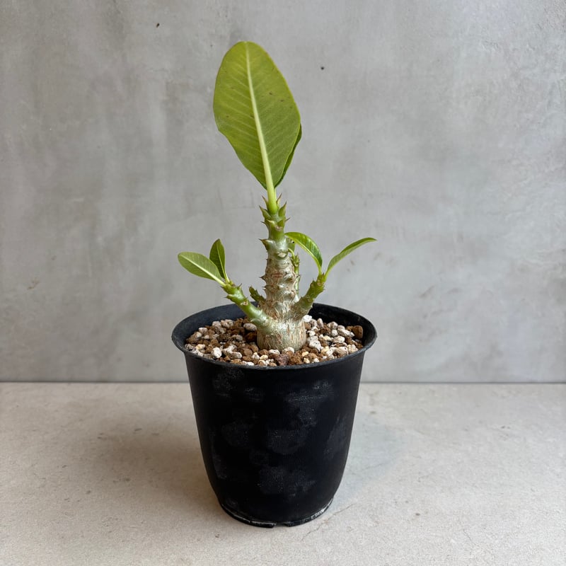 パキポディウム・ウィンゾリー 【実生】(24nov27.h11-4) | GOOD DAYS