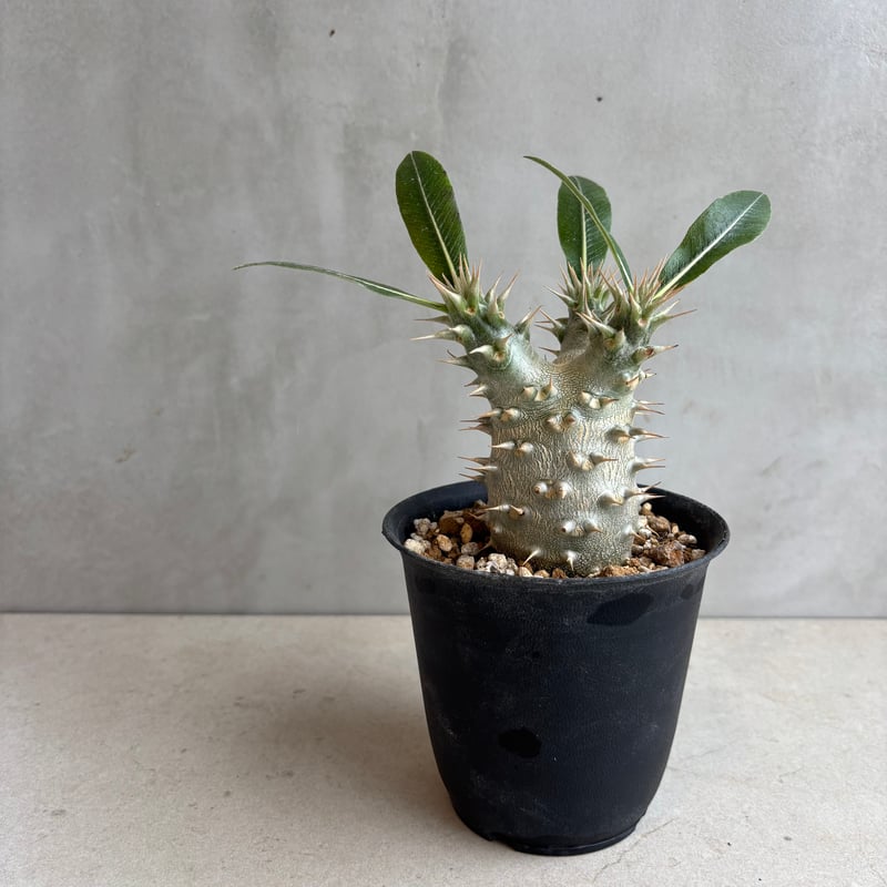 パキポディウム・ホロンベンセ 【実生】(24nov27.h08-4) | GOOD DAYS