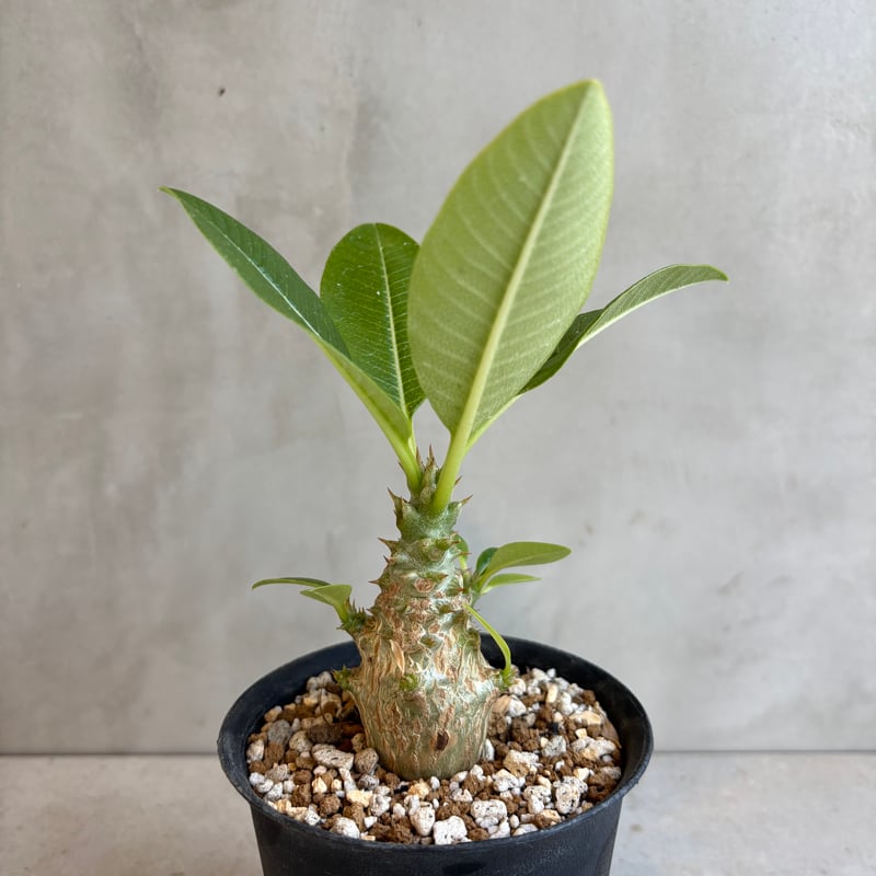 パキポディウム・ウィンゾリー 【実生】(24nov27.h11-8) | GOOD DAYS