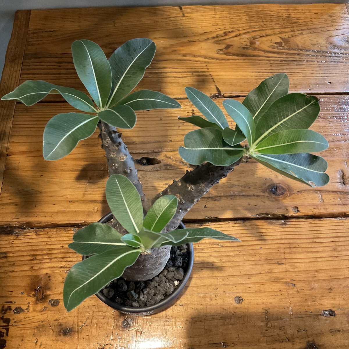 マカイエンセ塊根植物 黒鉢 マカイエンセ塊根植物 黒鉢 塊根植物・コーデックス