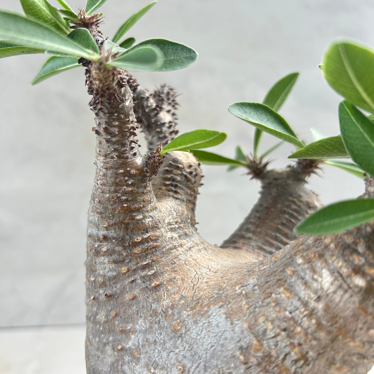 パキポディウム・マカイエンセ(25jul15v06-1) | GOOD DAYS