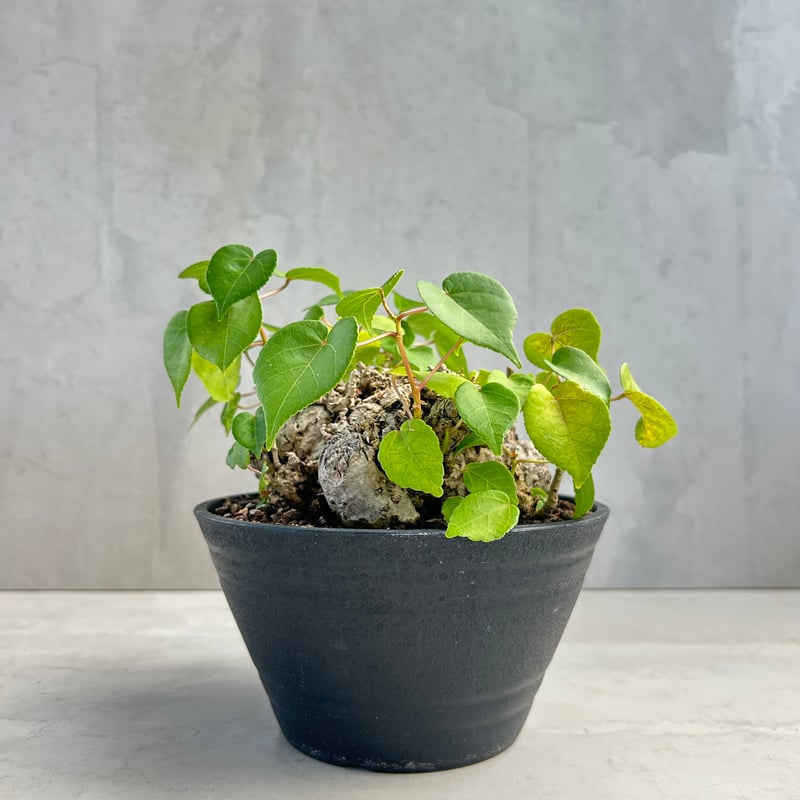 オオハマボウ(25jun12.m38/4) | GOOD DAYS