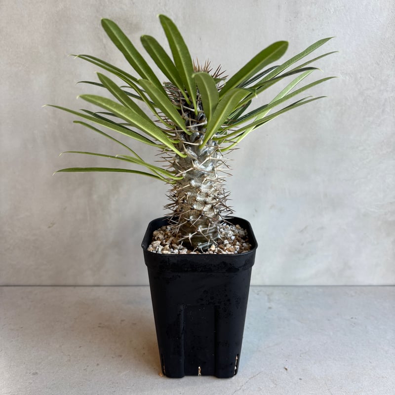 パキポディウム・ラメリー 【実生】(24nov27.h05-2) | GOOD DAYS