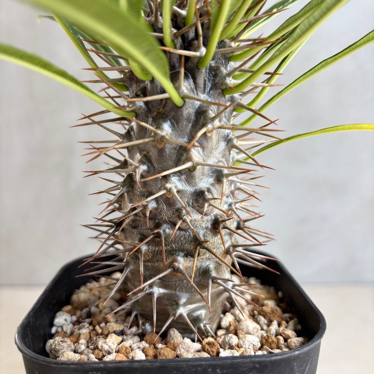 パキポディウム　ラメリー　4頭 パキポディウム・ラメリー【実生】 (24nov27.h05-5) | GOOD DAYS