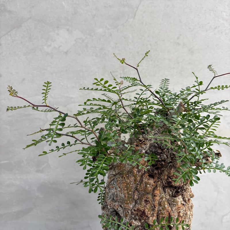 オペルクリカリア・パキプス【浅見五郎助作品鉢】(24dec24.v14-17