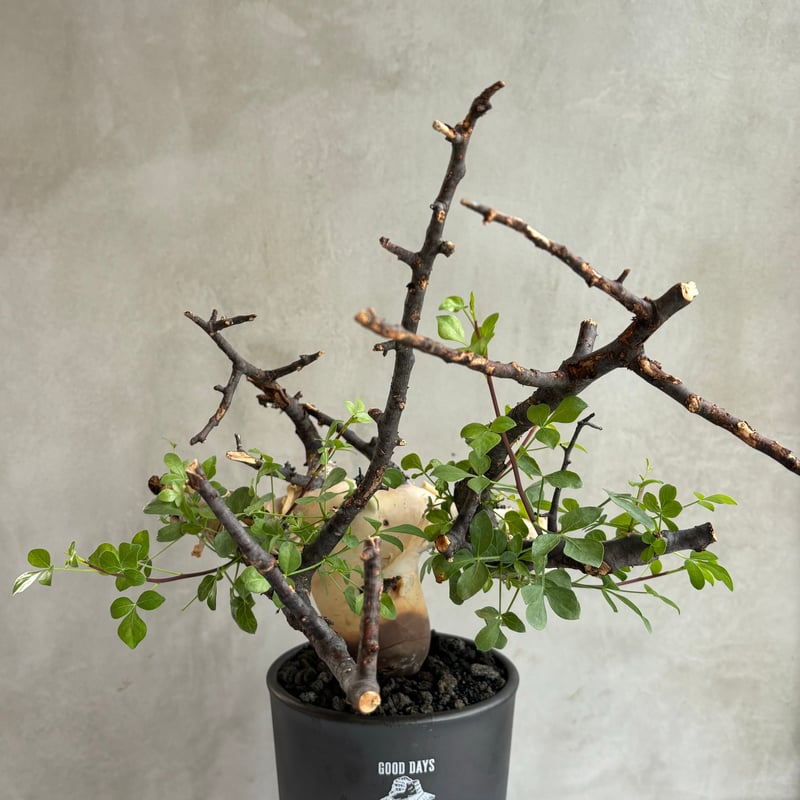 コミフォラ カタフ ピュア【GOODDAYS長鉢 black】（24jun29.e1-30）