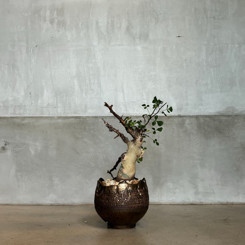 バツ　コミフォラ　カタフ Commiphora kataf × deracine factory【店主コレクション株・数