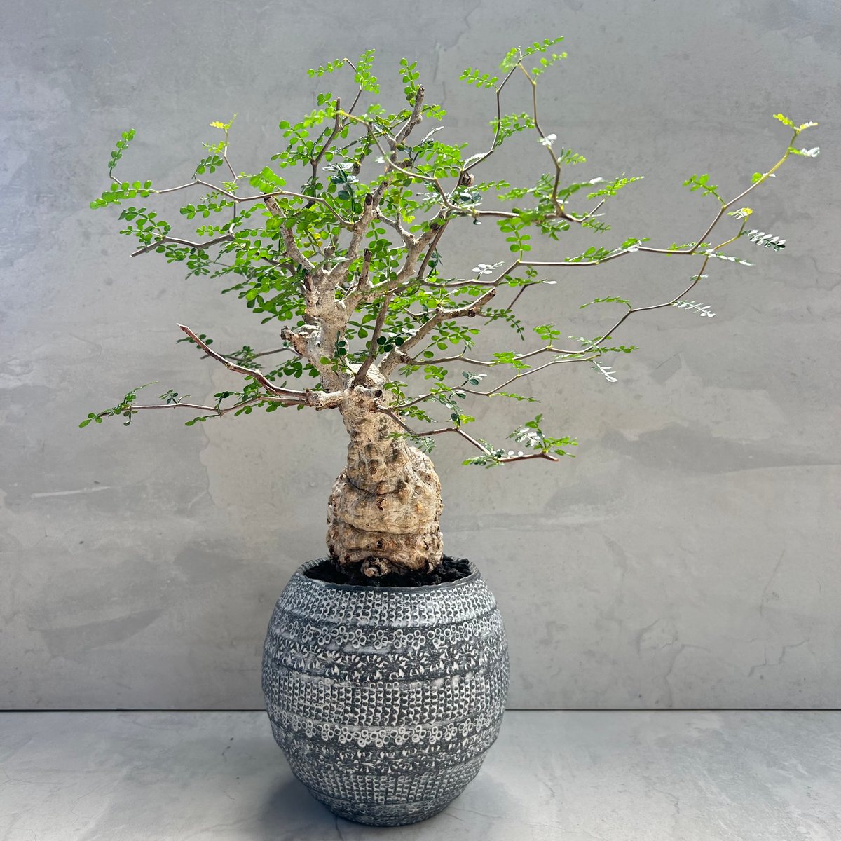 オペルクリカリア・パキプス【浅見 五郎助 作家鉢】(24dec24.v14-16