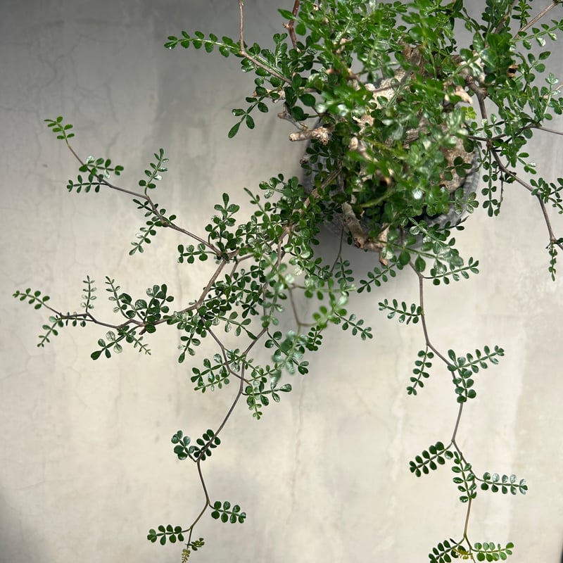 オペルクリカリア・パキプス【浅見 五郎助 作家鉢】(24dec24.v14-16