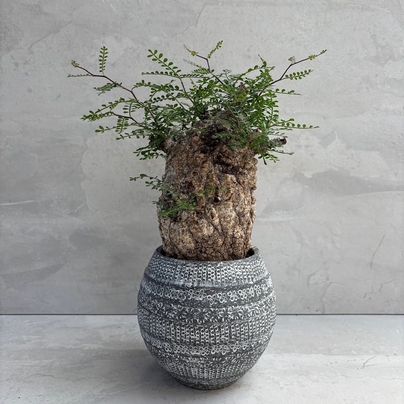 オペルクリカリア・パキプス【浅見五郎助作品鉢】(24dec24.v14-17