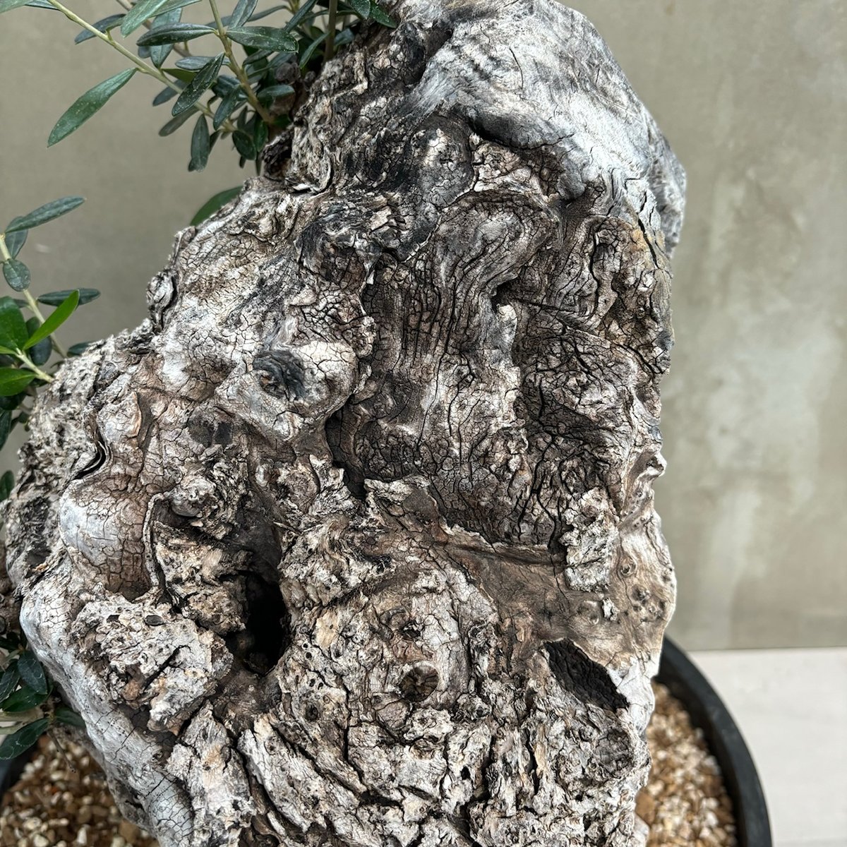 Old olive（24jun4.v3-11） | GOOD DAYS