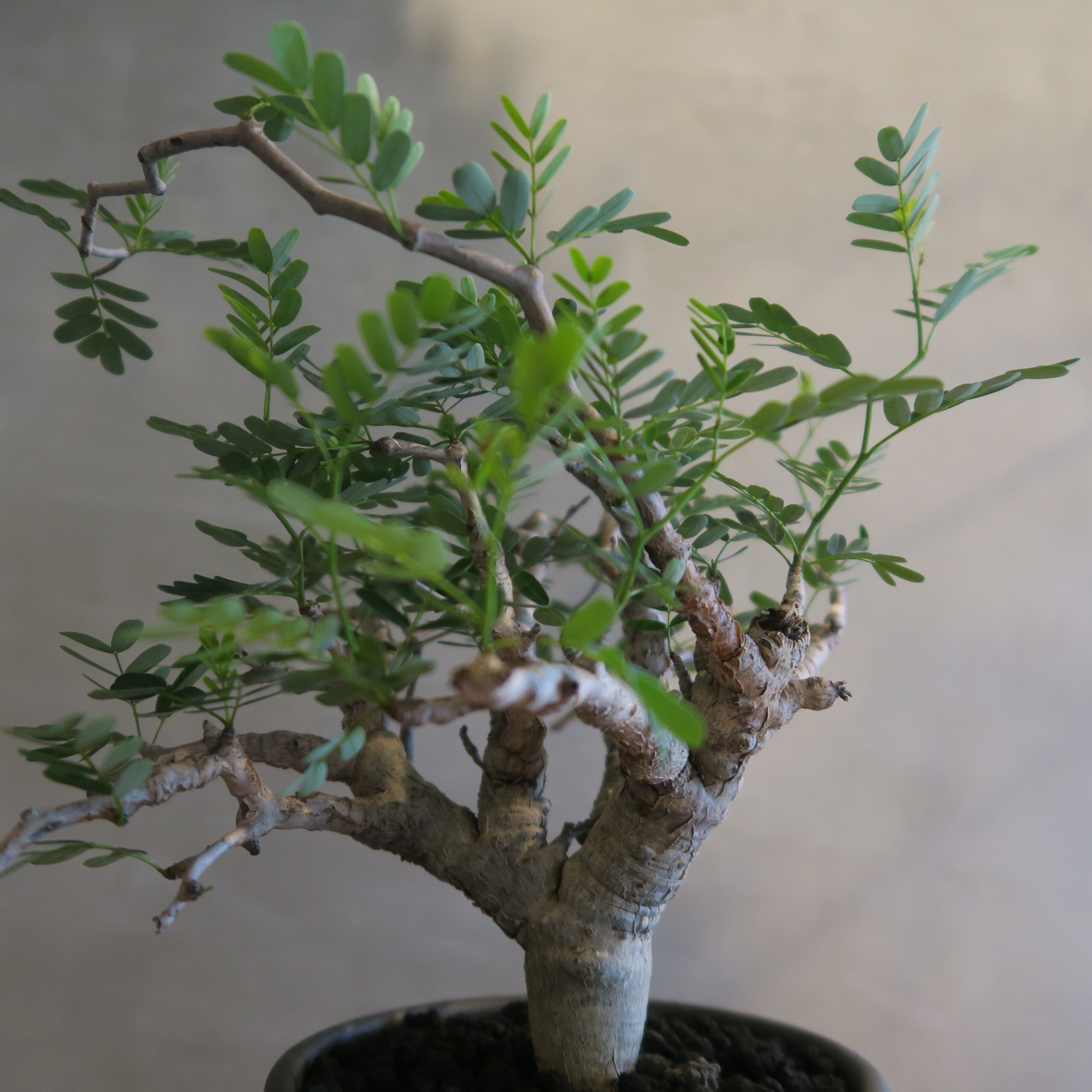 senna meridionalis センナ・メリディオナリス【tiger/gray鉢セット