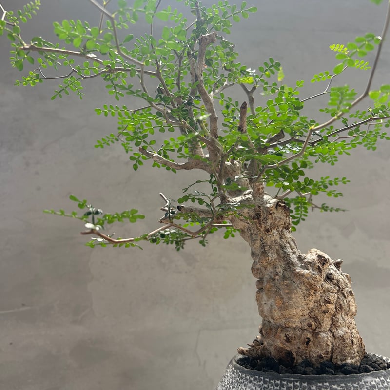 パキプス 鉢付き パキプス 鉢付き 楽天市場】パキプス（花・観葉植物｜花・ガーデン