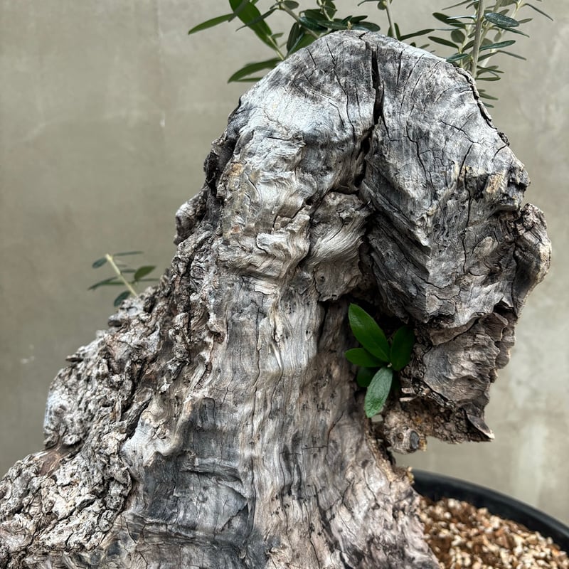 Old olive（24jun4.v3-11） | GOOD DAYS