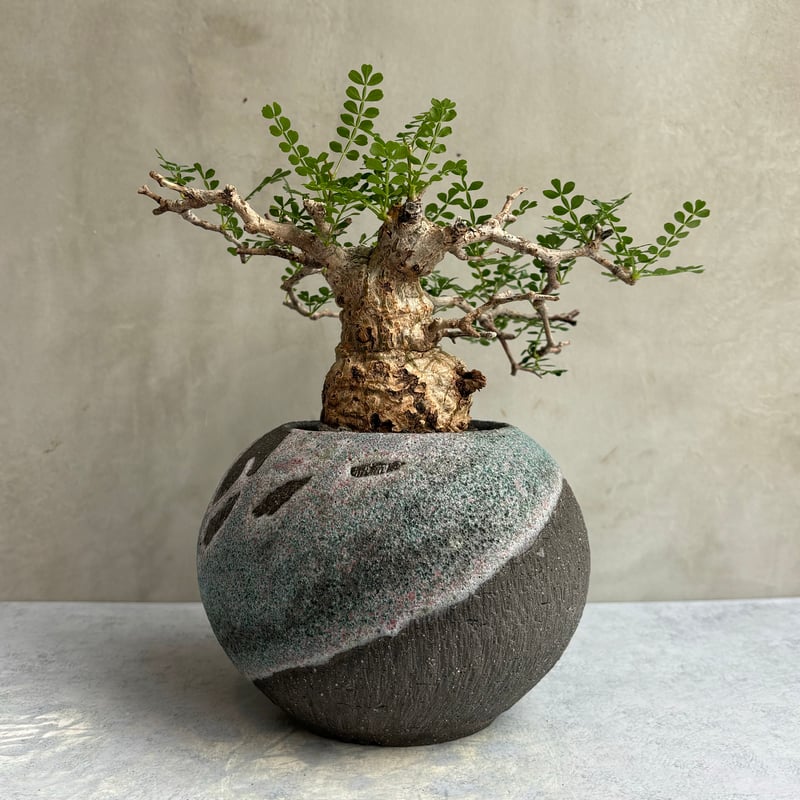 オペルクリカリアパキプス現地球【みやび鉢】 オペルクリカリアパキ