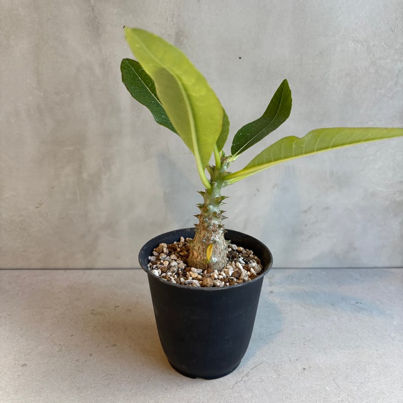 パキポディウム・ウィンゾリー 【実生】(24nov27.h11-12) | GOOD DAYS